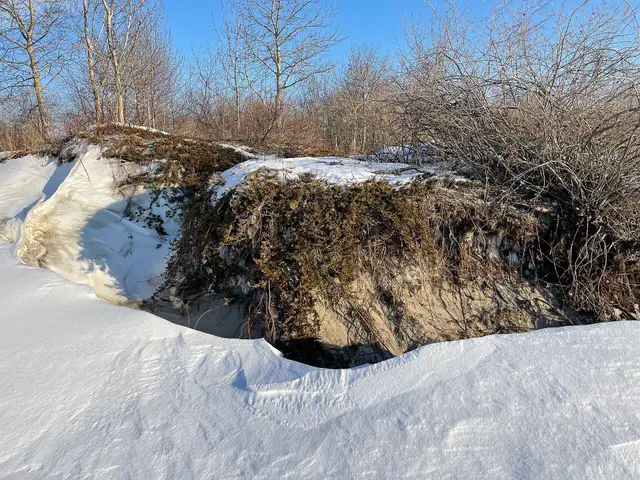 Snow-covered dunes with trees