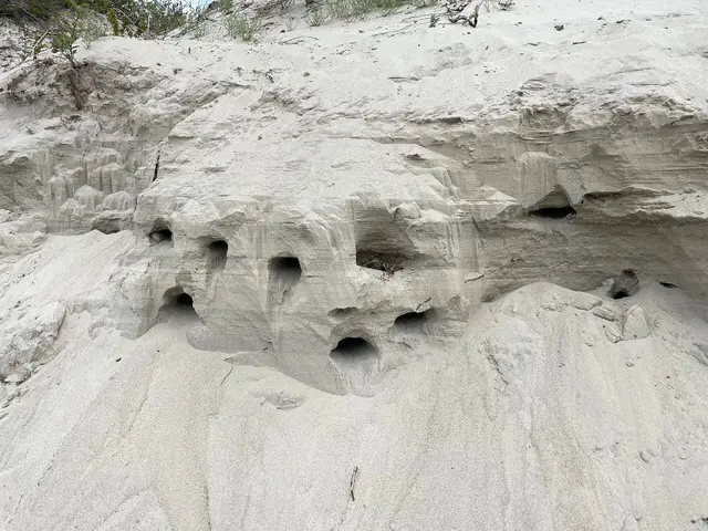 Sand bank with nesting holes